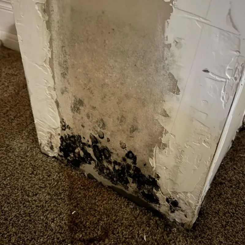 Professional Mold Removal in Reno, OH